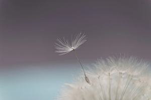 allergies et intolérances atténuées grâce à bye bye allergies